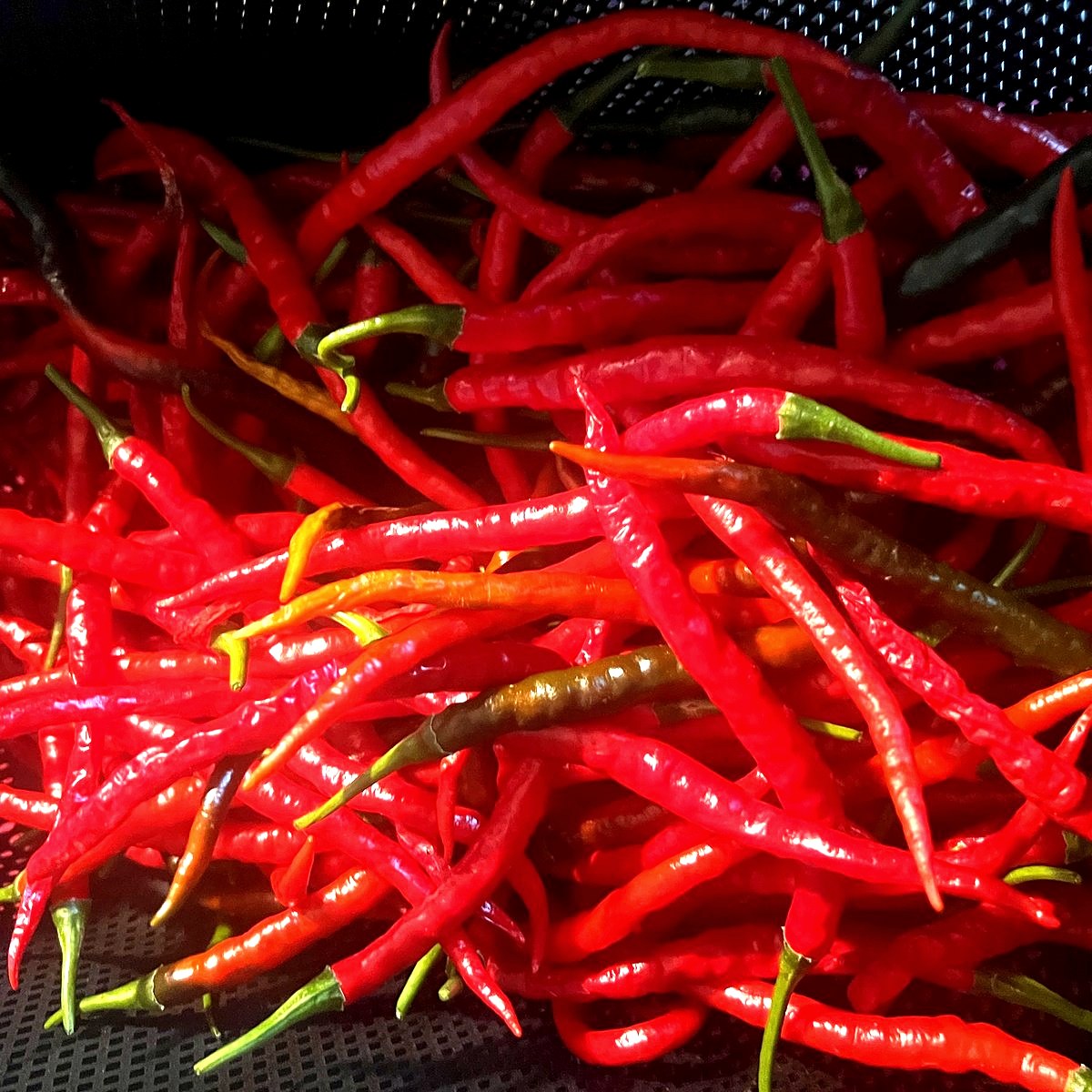 Fresh cayenne peppers from Little Logan's Farm