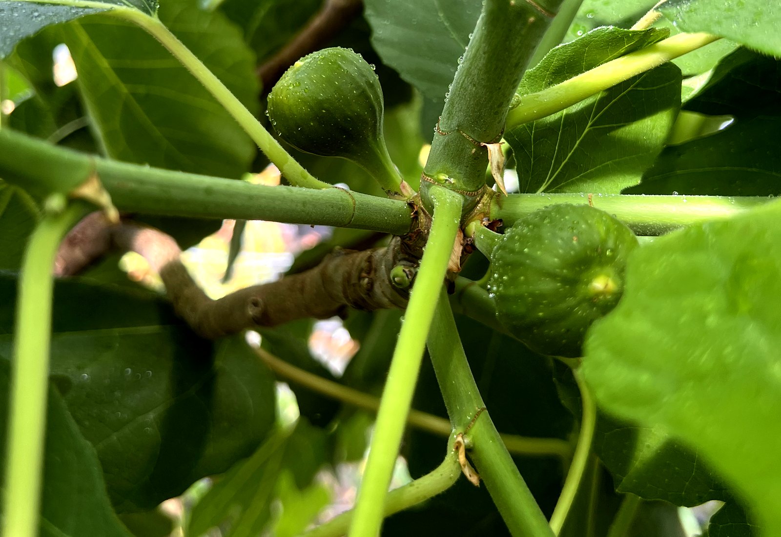 Fig leaves and young figs at Little Logan's Farm