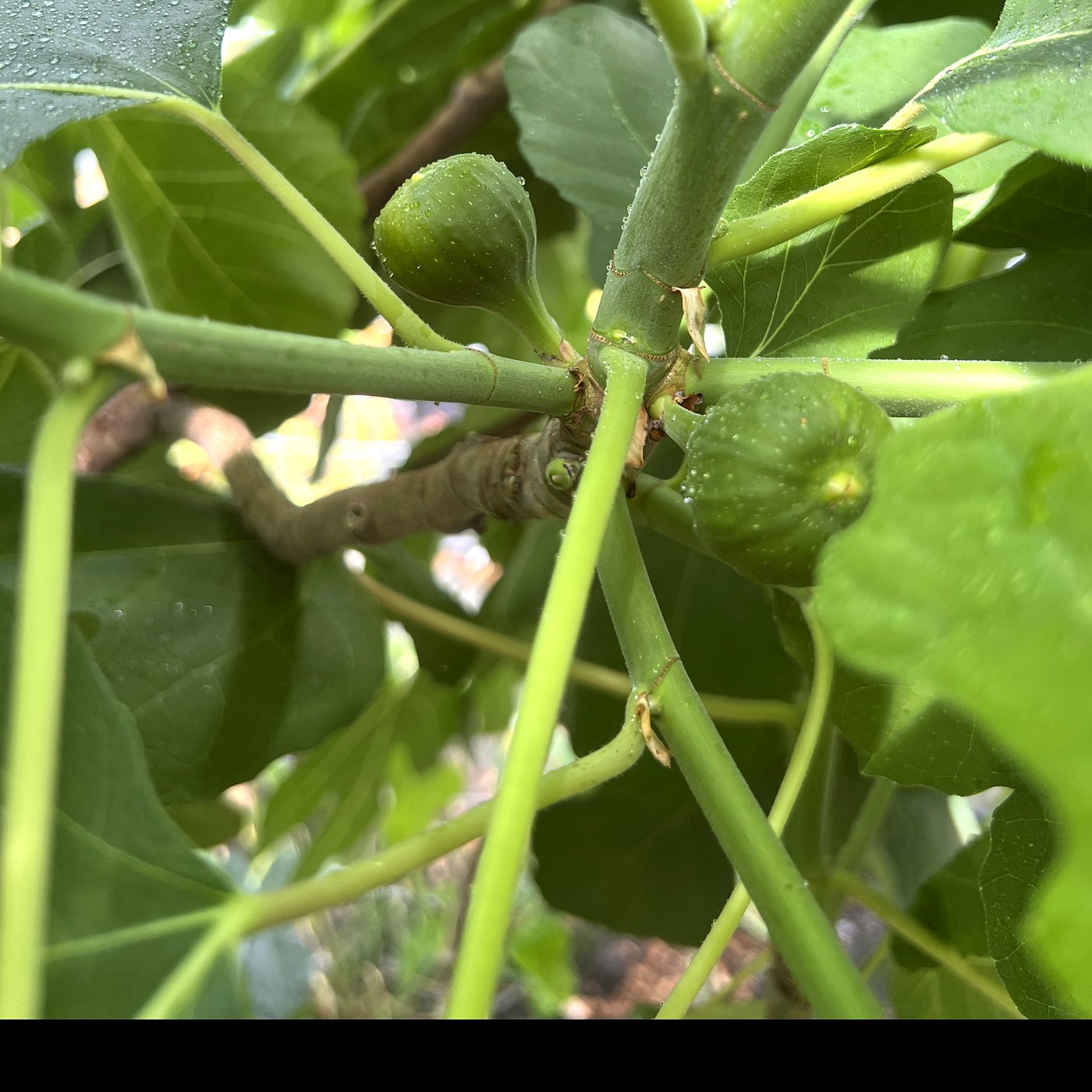 Fig leaves and young figs at Little Logan's Farm